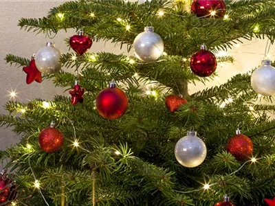 Entspannte Weihnachten mit Hund und Katze Entspannte Weihnachten mit Hund und Katze