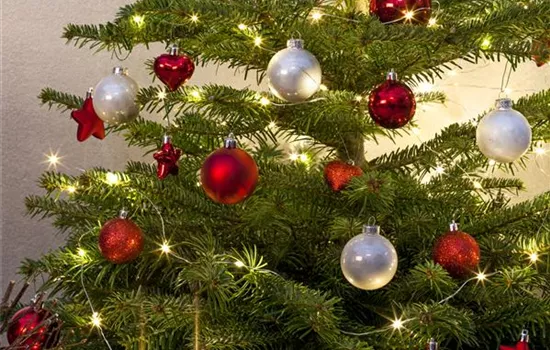 Entspannte Weihnachten mit Hund und Katze Entspannte Weihnachten mit Hund und Katze