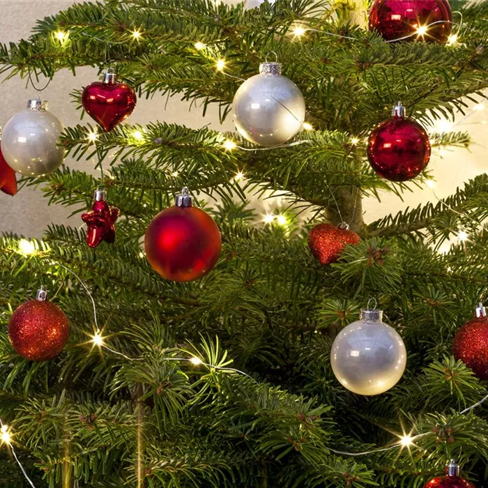 Entspannte Weihnachten mit Hund und Katze Entspannte Weihnachten mit Hund und Katze