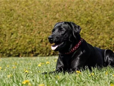 Fellpflege beim Hund – Streicheleinheiten für die Gesundheit Fellpflege beim Hund – Streicheleinheiten für die Gesundheit