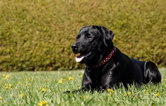 Fellpflege beim Hund – Streicheleinheiten für die Gesundheit Fellpflege beim Hund – Streicheleinheiten für die Gesundheit