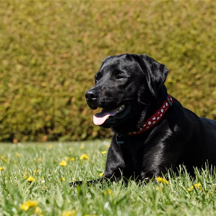 Fellpflege beim Hund – Streicheleinheiten für die Gesundheit Fellpflege beim Hund – Streicheleinheiten für die Gesundheit