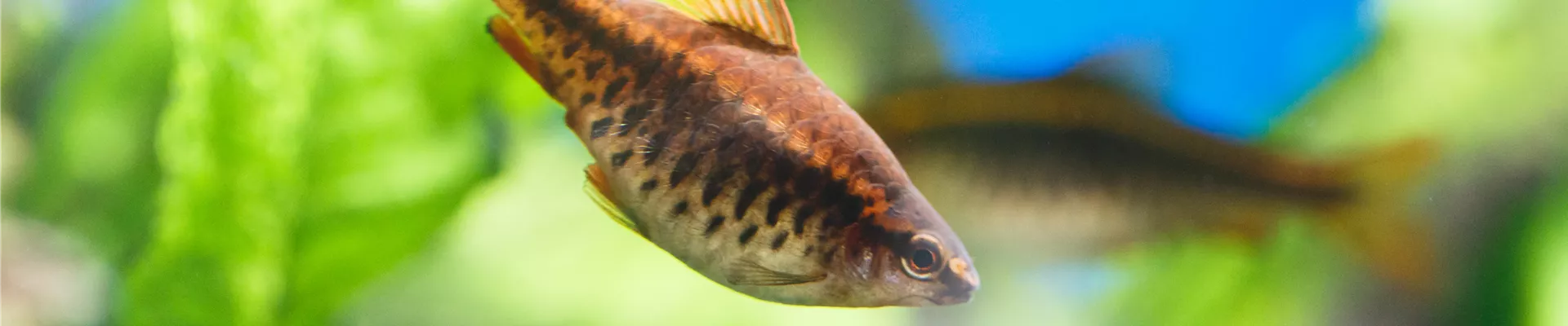 GS533972.jpg GS533972.jpg