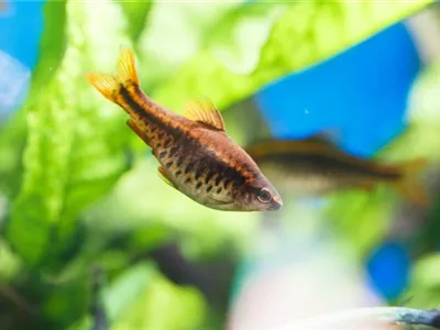 Fische für Anfänger: Der erste Besatz im Aquarium