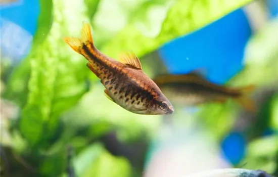 Fische für Anfänger: Der erste Besatz im Aquarium Fische für Anfänger: Der erste Besatz im Aquarium