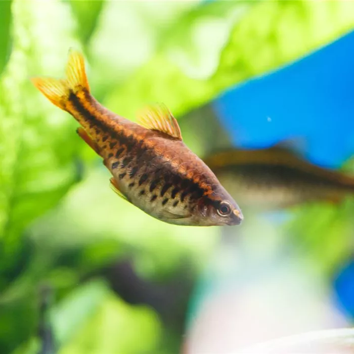 Fische für Anfänger: Der erste Besatz im Aquarium Fische für Anfänger: Der erste Besatz im Aquarium