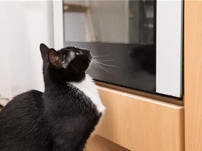 Gift im Haushalt: Gefahr für Hund und Katze Gift im Haushalt: Gefahr für Hund und Katze