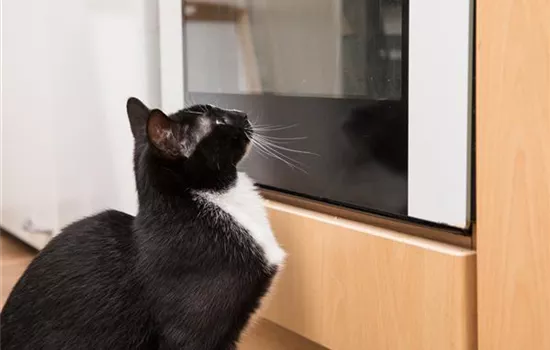 Gift im Haushalt: Gefahr für Hund und Katze Gift im Haushalt: Gefahr für Hund und Katze