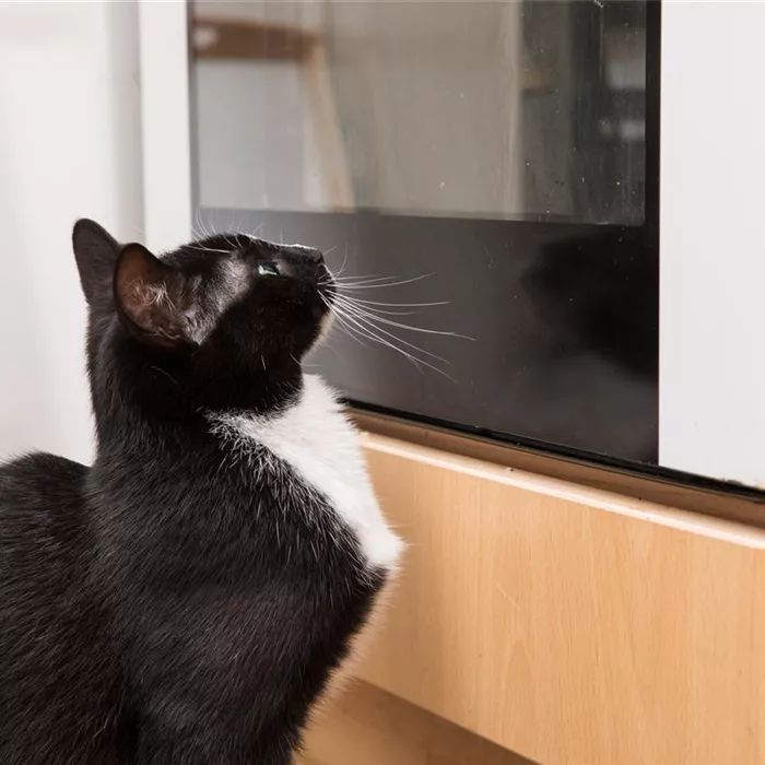 Gift im Haushalt: Gefahr für Hund und Katze Gift im Haushalt: Gefahr für Hund und Katze