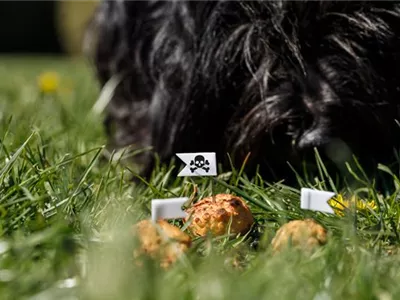 Giftköderschutz für Hunde Giftköderschutz für Hunde
