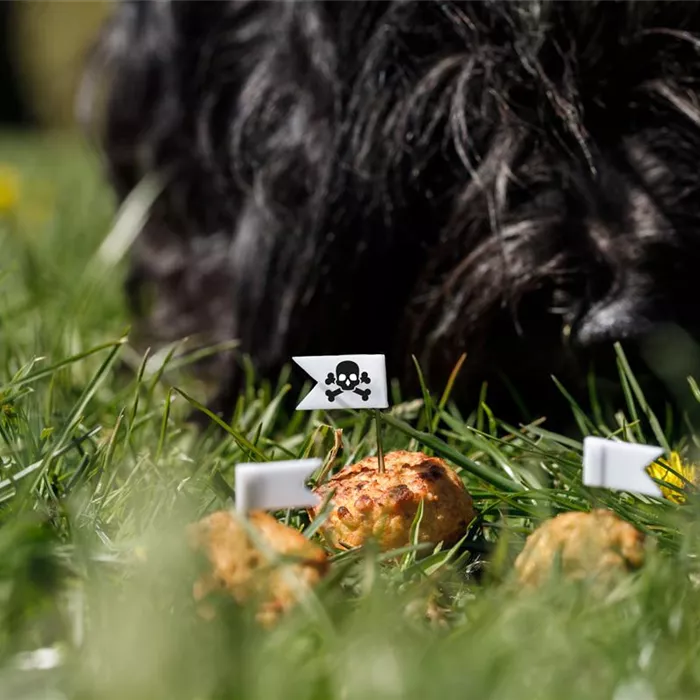 Giftköderschutz für Hunde Giftköderschutz für Hunde
