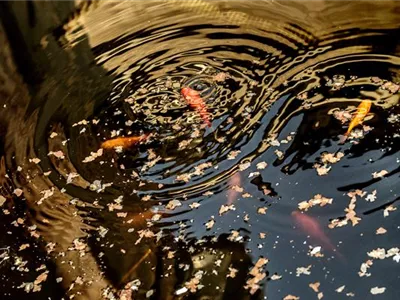 Goldfische – der Klassiker im Gartenteich Goldfische – der Klassiker im Gartenteich