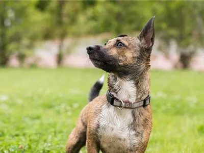 Helikopter-Eltern – Zu viel Fürsorge schadet Helikopter-Eltern – Zu viel Fürsorge schadet