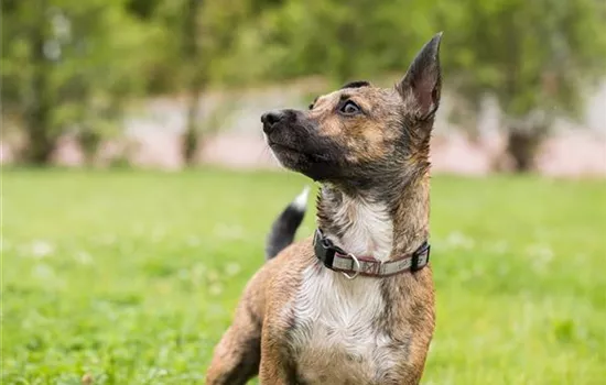 Helikopter-Eltern – Zu viel Fürsorge schadet Helikopter-Eltern – Zu viel Fürsorge schadet