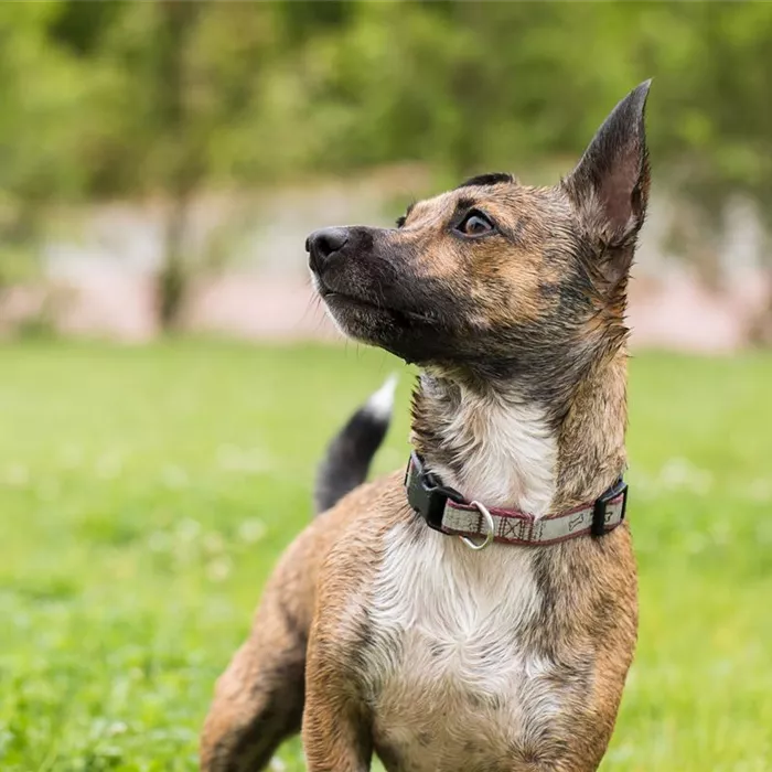 Helikopter-Eltern – Zu viel Fürsorge schadet Helikopter-Eltern – Zu viel Fürsorge schadet