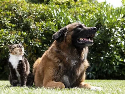 Hund und Katze aneinander gewöhnen – Tipps und Tricks Hund und Katze aneinander gewöhnen – Tipps und Tricks