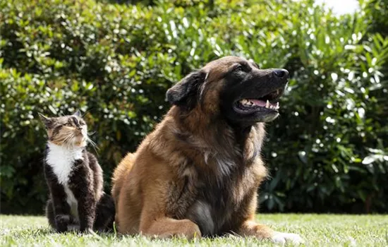 Hund und Katze aneinander gewöhnen – Tipps und Tricks Hund und Katze aneinander gewöhnen – Tipps und Tricks