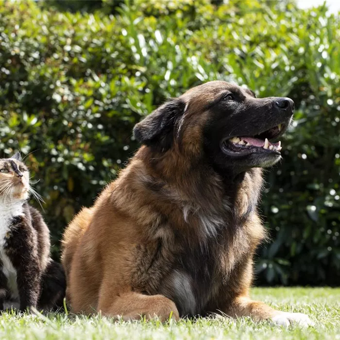 Hund und Katze aneinander gewöhnen – Tipps und Tricks Hund und Katze aneinander gewöhnen – Tipps und Tricks