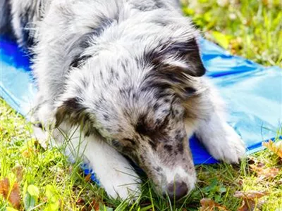 Hundeeis selber machen – die besten Rezepte! Hundeeis selber machen – die besten Rezepte!