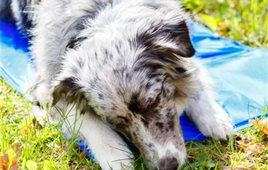 Hundeeis selber machen – die besten Rezepte! Hundeeis selber machen – die besten Rezepte!