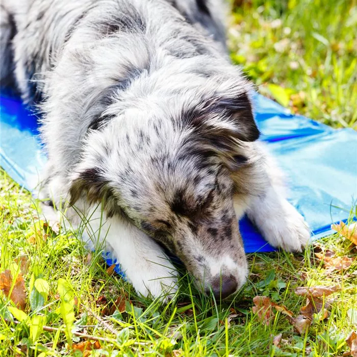 Hundeeis selber machen – die besten Rezepte!