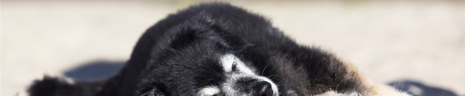 GS584650.jpg GS584650.jpg