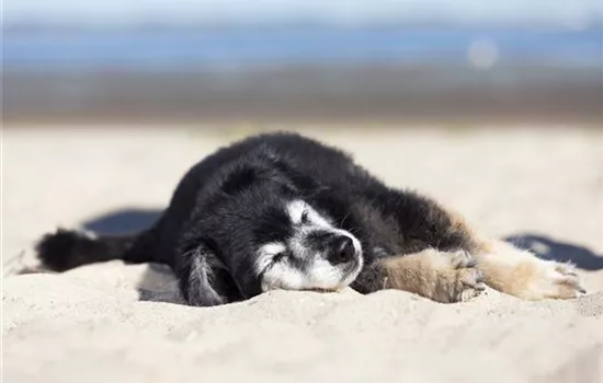 Urlaub mit dem Hund Urlaub mit dem Hund