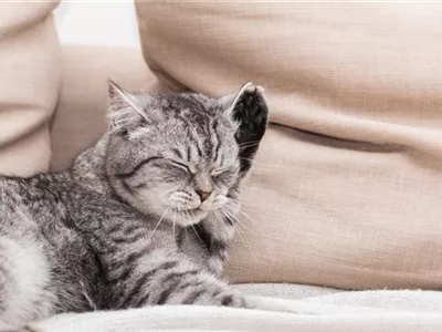 Kokosöl unterstützt die Tiergesundheit – innen und außen Kokosöl unterstützt die Tiergesundheit – innen und außen