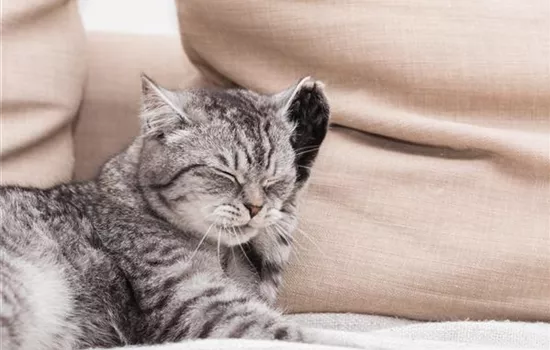 Kokosöl unterstützt die Tiergesundheit – innen und außen Kokosöl unterstützt die Tiergesundheit – innen und außen