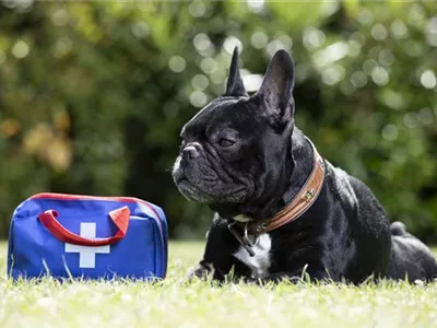 Gesundheitsvorsorge für Hund und Katze Gesundheitsvorsorge für Hund und Katze