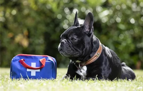 Gesundheitsvorsorge für Hund und Katze Gesundheitsvorsorge für Hund und Katze