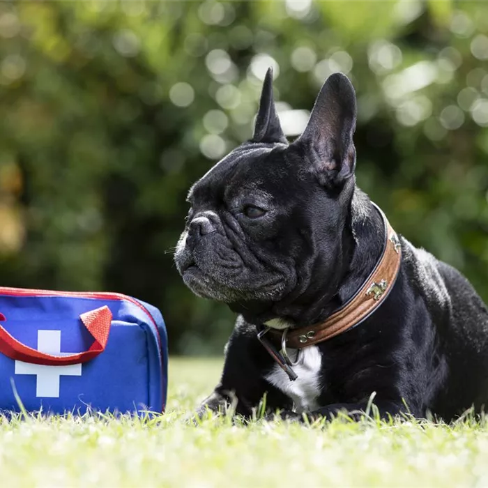 Gesundheitsvorsorge für Hund und Katze Gesundheitsvorsorge für Hund und Katze