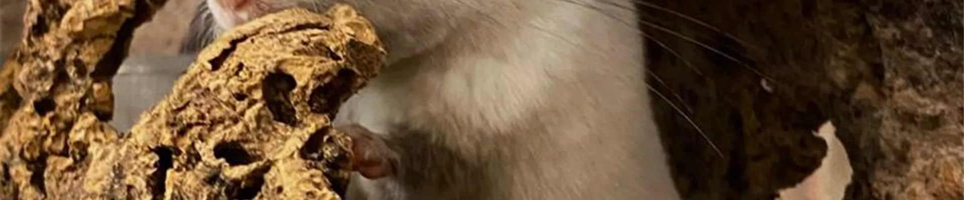 Chinchilla_Neugierig.jpeg Chinchilla_Neugierig.jpeg