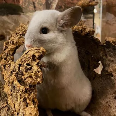 Steckbrief - Chinchilla Steckbrief - Chinchilla