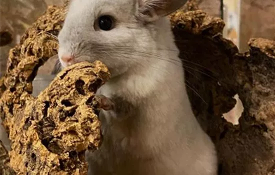 Steckbrief - Chinchilla Steckbrief - Chinchilla