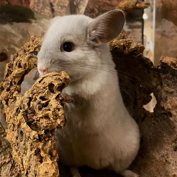 Steckbrief - Chinchilla Steckbrief - Chinchilla