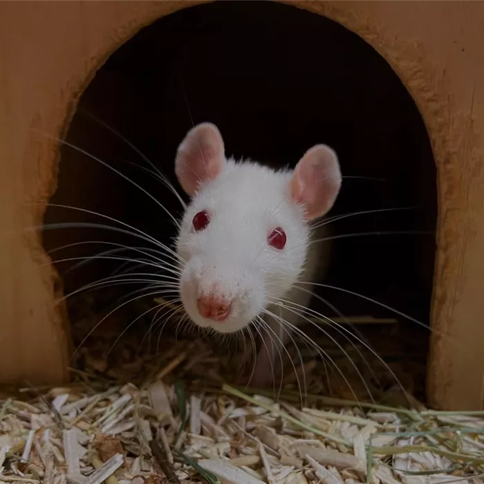 Steckbrief - Farbratte Steckbrief - Farbratte