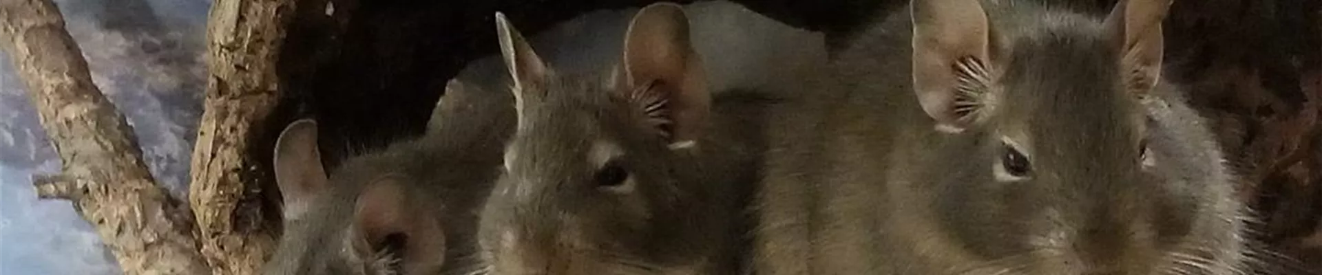 Degu_Trio.jpeg Degu_Trio.jpeg
