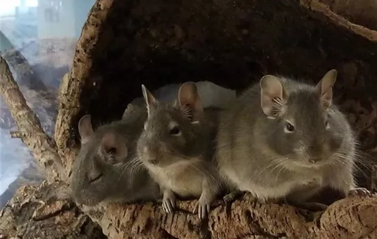 Steckbrief - Degu Steckbrief - Degu