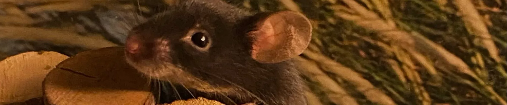 Farbmäuse_schwarz.jpeg Farbmäuse_schwarz.jpeg