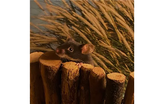 Steckbrief - Farbmäuse Steckbrief - Farbmäuse