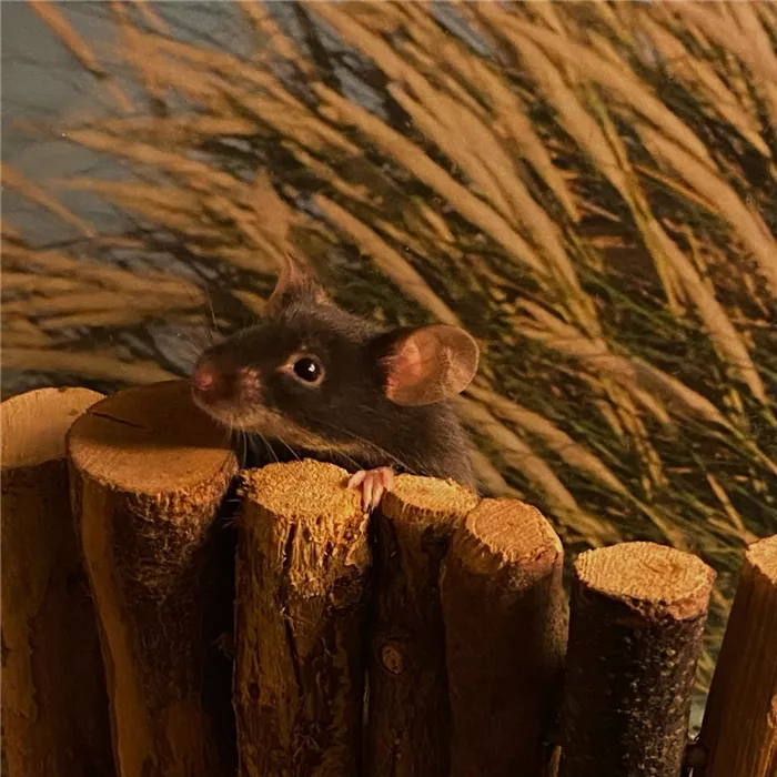 Steckbrief - Farbmäuse Steckbrief - Farbmäuse