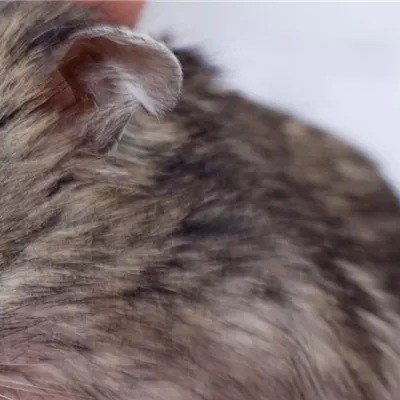 Steckbrief - Zwerghamster