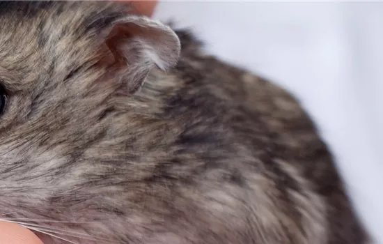 Steckbrief - Zwerghamster Steckbrief - Zwerghamster