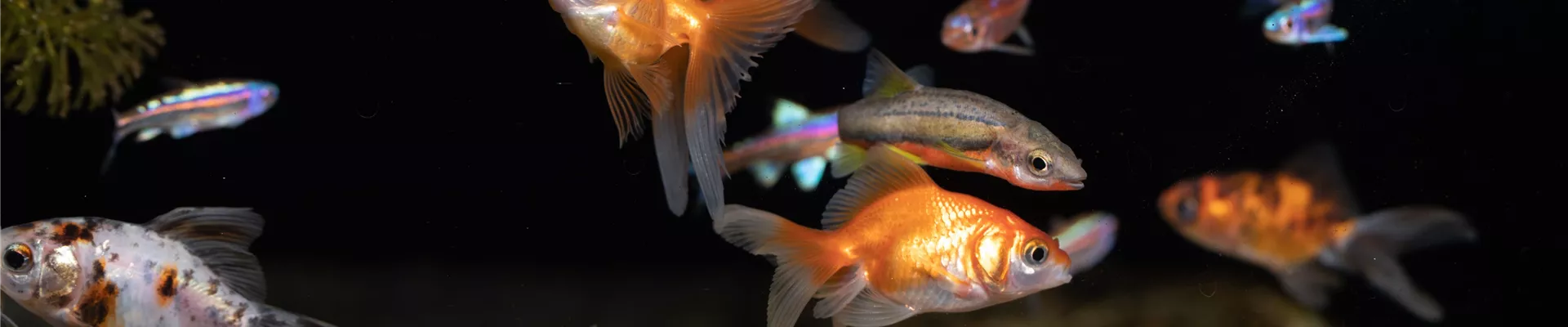 GS621147-0-2322-6720-1440.jpg GS621147-0-2322-6720-1440.jpg