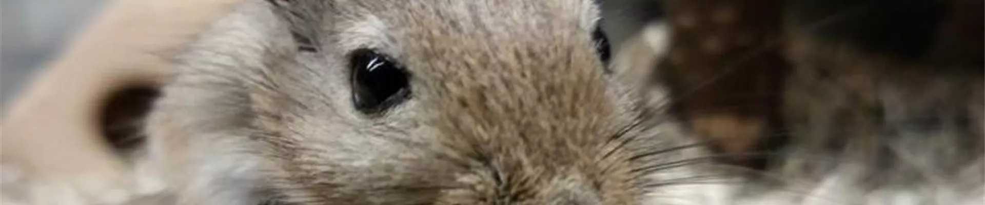 Rennmäuse_Übereinander-0-178-768-432.jpeg Rennmäuse_Übereinander-0-178-768-432.jpeg