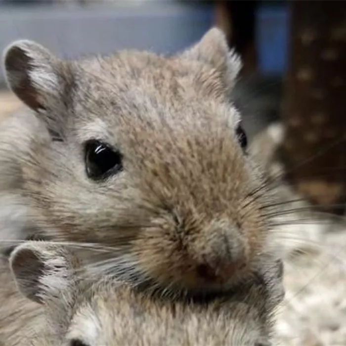 Steckbrief - Rennmäuse Steckbrief - Rennmäuse