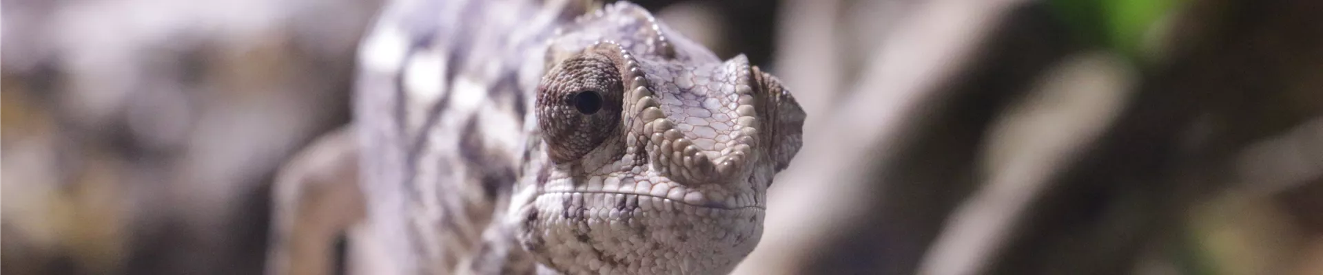 Terra_Chameleon.JPG Terra_Chameleon.JPG