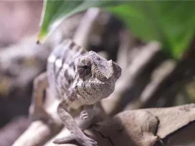 Steckbrief - Pantherchamäleon