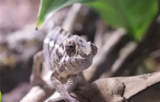 Steckbrief - Pantherchamäleon Steckbrief - Pantherchamäleon